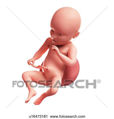 Foetus at 34 weeks, artwork View Large Illustration Clip Art - Foetus at 34 weeks, artwork. Fotosearch
