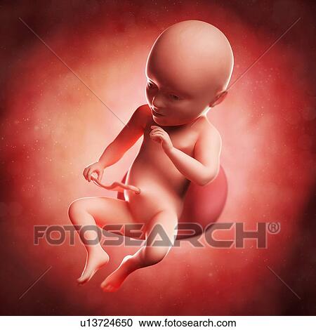 Clipart - Foetus at 34 weeks, artwork. Fotosearch