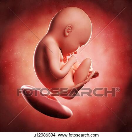 Stock Illustration - Foetus at 35 weeks, artwork. Fotosearch