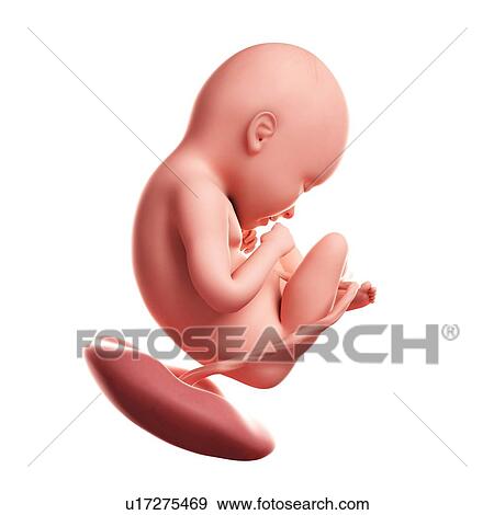 Stock Illustration - Foetus at 35 weeks, artwork. Fotosearch