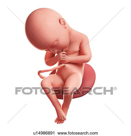 Foetus at 36 weeks, artwork View Large Illustration Clip Art - Foetus at 36 weeks, artwork. Fotosearch