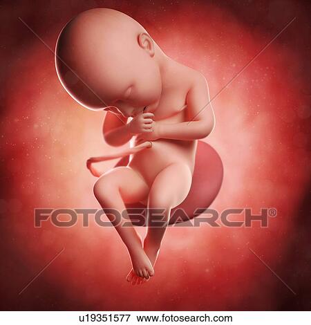 Foetus at 36 weeks, artwork View Large Illustration Stock Illustration - Foetus at 36 weeks, artwork. Fotosearch