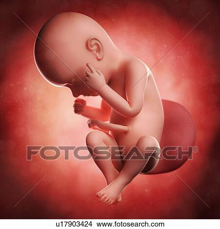 Foetus at 37 weeks, artwork View Large Illustration Stock Illustration - Foetus at 37 weeks, artwork. Fotosearch