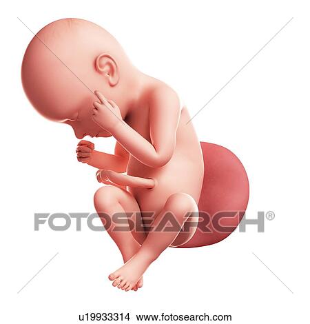 Stock Illustration - Foetus at 37 weeks, artwork. Fotosearch