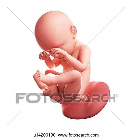 Clipart - Foetus at 38 weeks, artwork. Fotosearch