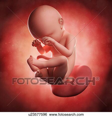 Stock Illustration - Foetus at 38 weeks, artwork. Fotosearch