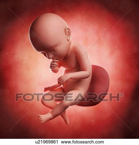 Clip Art - Foetus at 39 weeks, artwork. Fotosearch