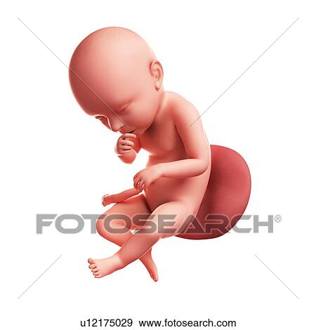 Foetus at 39 weeks, artwork View Large Illustration Stock Illustration - Foetus at 39 weeks, artwork. Fotosearch