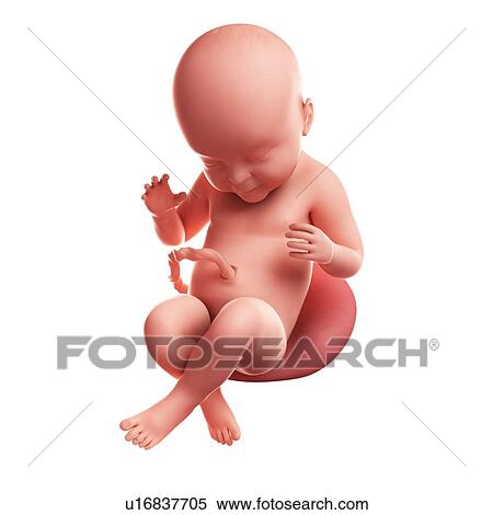 Foetus at 40 weeks, artwork View Large Illustration Stock Illustration - Foetus at 40 weeks, artwork. Fotosearch