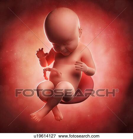 Foetus at 40 weeks, artwork View Large Illustration Stock Illustration - Foetus at 40 weeks, artwork. Fotosearch
