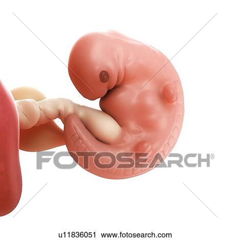 Foetus at 6 weeks, artwork View Large Illustration Clip Art - Foetus at 6 weeks, artwork. Fotosearch
