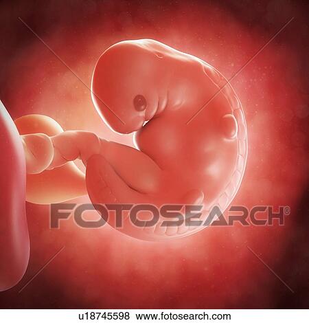 Stock Illustration - Foetus at 6 weeks, artwork. Fotosearch