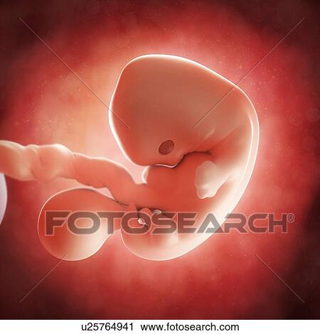 Foetus at 7 weeks, artwork View Large Illustration Clip Art - Foetus at 7 weeks, artwork. Fotosearch