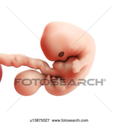 Stock Illustration - Foetus at 7 weeks, artwork. Fotosearch