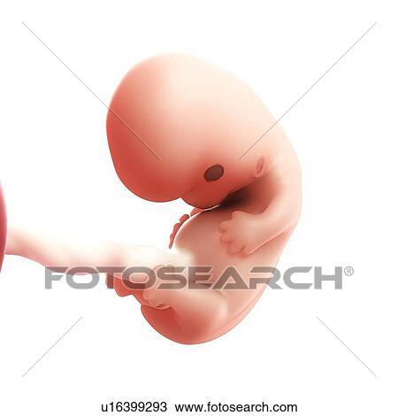 Drawing - Foetus at 8 weeks, artwork. Fotosearch