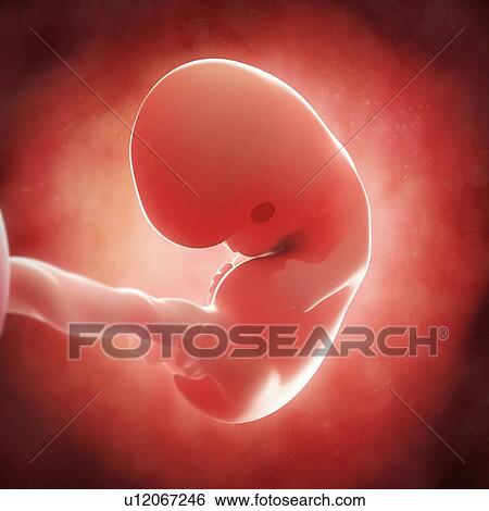 Stock Illustration - Foetus at 8 weeks, artwork. Fotosearch
