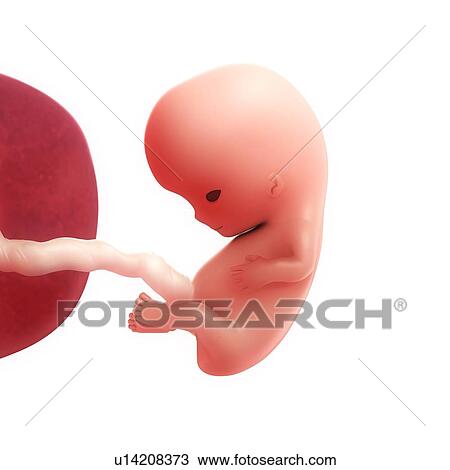 Drawing - Foetus at 9 weeks, artwork. Fotosearch