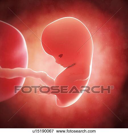 Foetus at 9 weeks, artwork View Large Illustration Stock Illustration - Foetus at 9 weeks, artwork. Fotosearch
