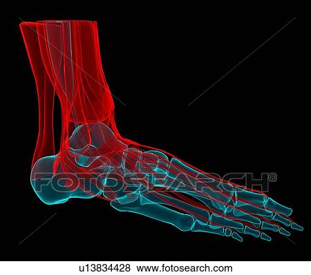 Stock Illustration - Foot anatomy, artwork. Fotosearch
