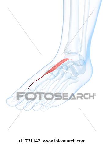 Drawing - Foot muscle, artwork. Fotosearch