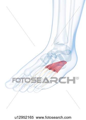 Stock Illustration - Foot muscle, artwork. Fotosearch