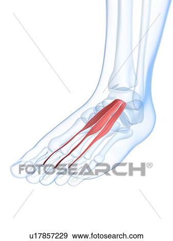 Foot muscle, artwork View Large Illustration Stock Illustration - Foot muscle, artwork. Fotosearch