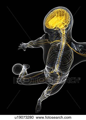 Clipart - Football player, artwork. Fotosearch