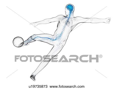 Drawing - Football player, artwork. Fotosearch