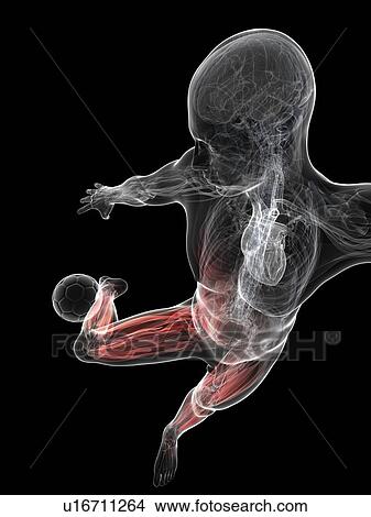 Stock Illustration - Football player, artwork. Fotosearch