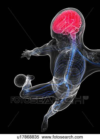Football player, artwork View Large Illustration Stock Illustration - Football player, artwork. Fotosearch