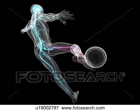 Football player, artwork View Large Illustration Stock Illustration - Football player, artwork. Fotosearch