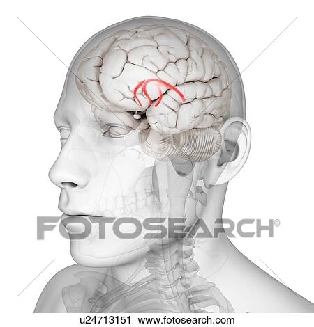 Clip Art - Fornix of the brain, artwork. Fotosearch