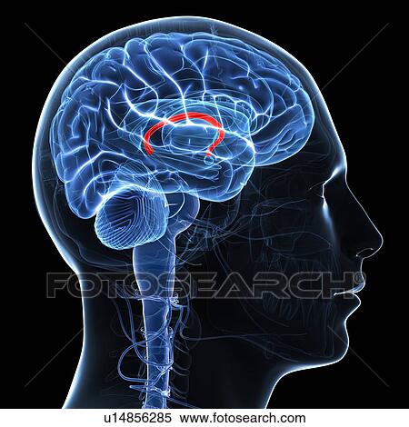 Fornix of the brain, artwork View Large Illustration Stock Illustration - Fornix of the brain, artwork. Fotosearch