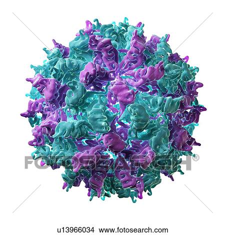 Fungal partitivirus, artwork View Large Illustration Stock Illustration - Fungal partitivirus, artwork. Fotosearch