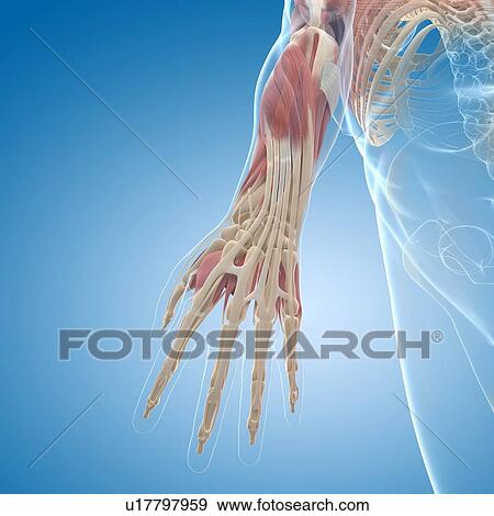 Hand muscles, artwork View Large Illustration Stock Illustration - Hand muscles, artwork. Fotosearch