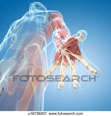 Hand muscles, artwork View Large Illustration Stock Illustration - Hand muscles, artwork. Fotosearch