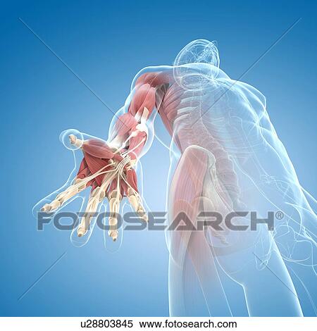 Stock Illustration - Hand muscles, artwork. Fotosearch