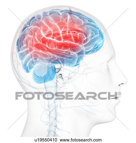 Headache, conceptual artwork View Large Illustration Clipart - Headache, conceptual artwork. Fotosearch