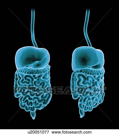 Stock Illustration - Healthy digestive system, artwork. Fotosearch
