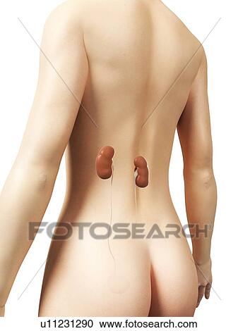 Clipart - Healthy kidneys, artwork. Fotosearch