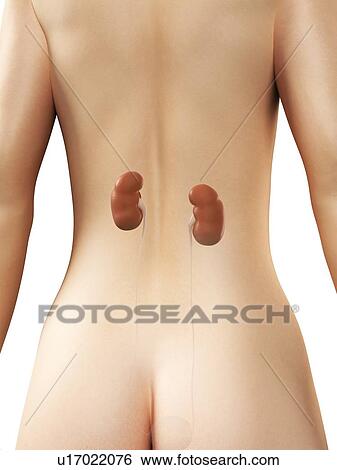 Stock Illustration - Healthy kidneys, artwork. Fotosearch