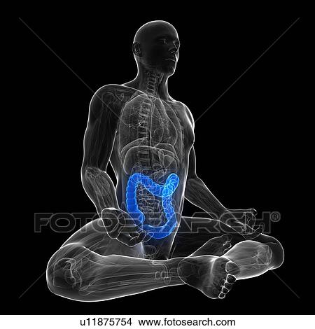 Healthy large intestine, artwork View Large Illustration Stock Illustration - Healthy large intestine, artwork. Fotosearch