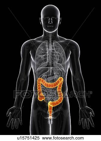 Stock Illustration - Healthy large intestine, artwork. Fotosearch