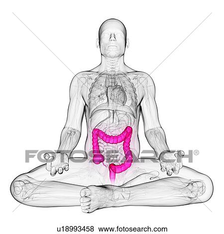 Healthy large intestine, artwork View Large Illustration Stock Illustration - Healthy large intestine, artwork. Fotosearch