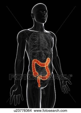 Healthy large intestine, artwork View Large Illustration Stock Illustration - Healthy large intestine, artwork. Fotosearch