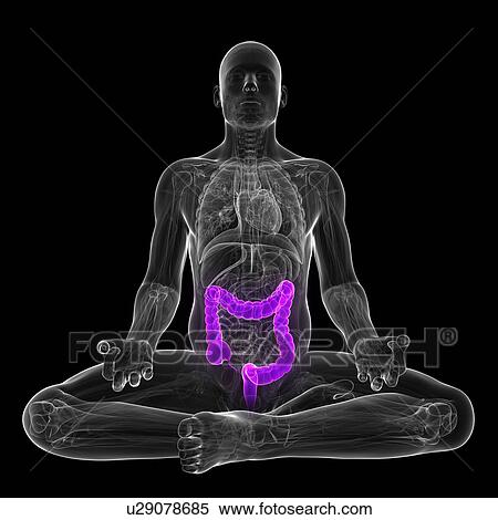 Healthy large intestine, artwork View Large Illustration Stock Illustration - Healthy large intestine, artwork. Fotosearch