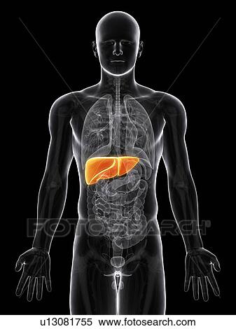 Healthy liver, artwork View Large Illustration Stock Illustration - Healthy liver, artwork. Fotosearch
