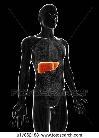 Stock Illustration - Healthy liver, artwork. Fotosearch