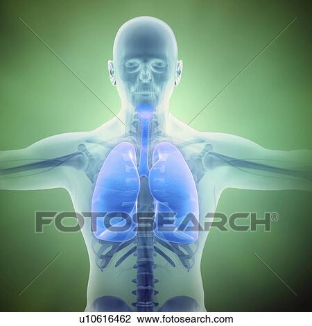 Drawing - Healthy lungs, artwork. Fotosearch
