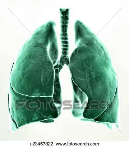 Healthy lungs, artwork View Large Illustration Drawing - Healthy lungs, artwork. Fotosearch